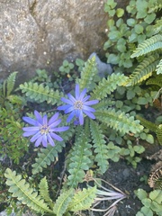 Perezia pedicularidifolia