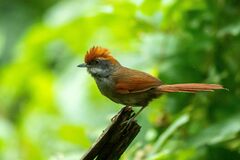 Synallaxis ruficapilla