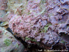 Lithophyllum incrustans