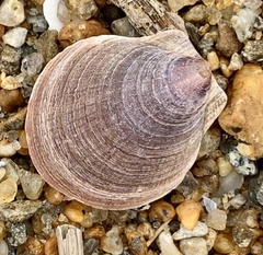 Placopecten magellanicus