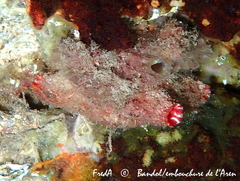 Microcosmus polymorphus