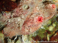 Microcosmus polymorphus