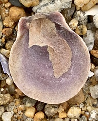 Placopecten magellanicus