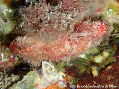 Microcosmus polymorphus