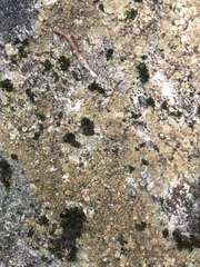 Protoblastenia rupestris