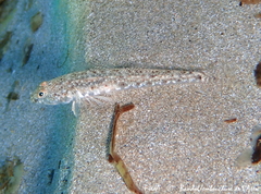 Pomatoschistus marmoratus