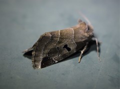 Plagiomimicus pityochromus