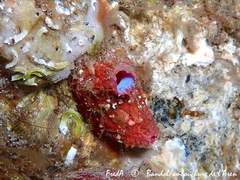 Pyura dura