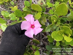 Mandevilla