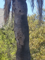 Jubaea chilensis