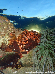 Schizoporella errata