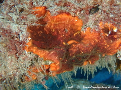 Schizoporella errata