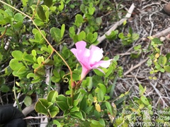 Mandevilla