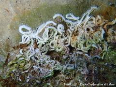 Spirobranchus lamarcki