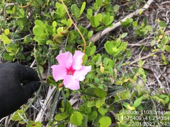 Mandevilla