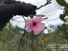 Mandevilla