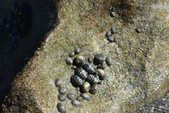 Nerita tessellata