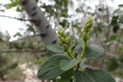 Ceanothus leucodermis