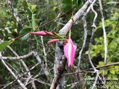 Mandevilla