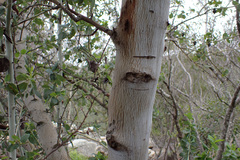 Ceanothus leucodermis