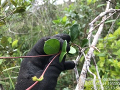 Mandevilla