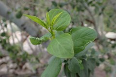 Ceanothus leucodermis