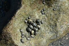 Nerita tessellata