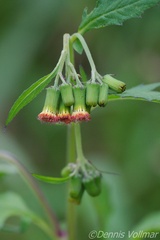 Crassocephalum crepidioides
