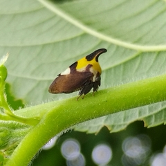Enchophyllum quinquemaculatum