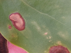 Dothideomycetes