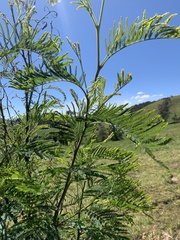 Acacia decurrens