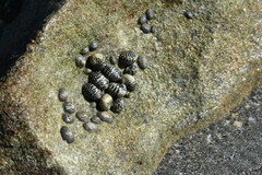 Nerita tessellata