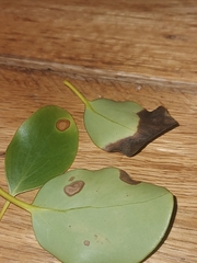 Dothideomycetes