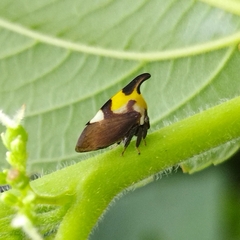 Enchophyllum quinquemaculatum