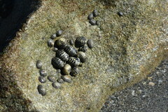 Nerita tessellata
