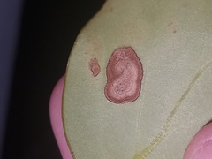 Dothideomycetes