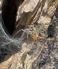 Aglaoctenus lagotis
