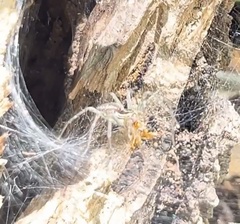 Aglaoctenus lagotis