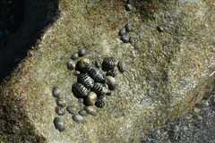 Nerita tessellata