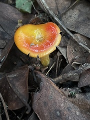 Hygrocybe laetissima