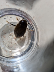 Hydrophilus piceus