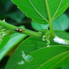 Enchophyllum quinquemaculatum