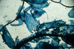Sphagnum teres