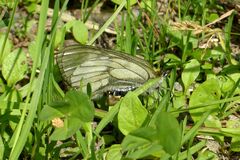 Parnassius mnemosyne