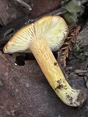 Hygrocybe laetissima