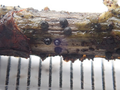 Rosellinia
