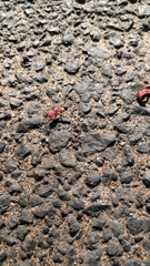 Probergrothius sanguinolens