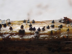 Rosellinia