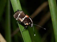 Hecatesia fenestrata