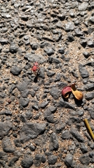 Probergrothius sanguinolens